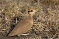 Temminck`s courser Cursorius temminckii sitting in the grass