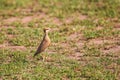 Temminck\'s courser on the ground near its nest in the Masai Mara