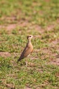 Temminck\'s courser on the ground near its nest in the Masai Mara