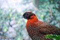 Temminck's satyr (Tragopan temmincki)