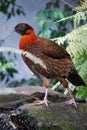 Temminck's satyr (Tragopan temmincki)