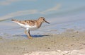 Temminck's stint Royalty Free Stock Photo