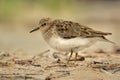 Temminck's Stint (Calidris temminckii)