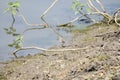 Temminck\'s stint Calidris temminckii wading near the seasonal water pond