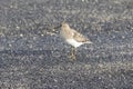 Temminck\'s stint stands by lake