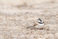 Temminck's Strandleeuwerik, Temminck's Lark, Eremophila bilopha