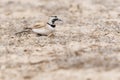 Temminck's Strandleeuwerik, Temminck's Lark, Eremophila bilopha