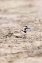 Temminck's Strandleeuwerik, Temminck's Lark, Eremophila bilopha