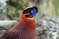 Temminck's tragopan Royalty Free Stock Photo