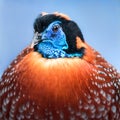 Temminck's Tragopan III