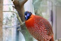 Temminck's Tragopan