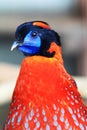 Temminck's Tragopan