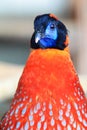 Temminck's Tragopan