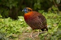 The Temminck`s tragopan Tragopan temminckii.