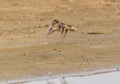 Temminck Stint in flight over a wetland