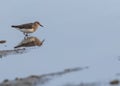 Temminck Stint in a lake