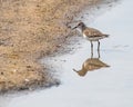 A Temminck Stint looking back