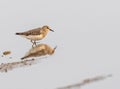 Temminck Stint in search of food