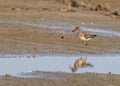 Temminck Stint strolling in wet land