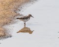 A Temminck Stint