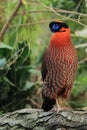 Temminck tragopan Royalty Free Stock Photo