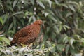 Temminck tragopan Royalty Free Stock Photo