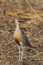 Temmincks Courser Cursorius temminckii standing in the dry grass with bokeh