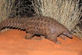 Temmincks ground pangolin in natural habitat