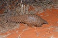 Temmincks ground pangolin, South Africa