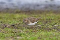 Temmincks stint Calidris temminckii