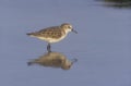 Temmincks stint, Calidris temminckii