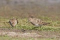 Temmincks stint (Calidris temminckii)