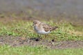 Temmincks stint (Calidris temminckii)