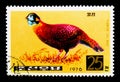 Temmincks Tragopan Tragopan temminckii, Pheasants serie, circa 1976