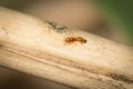 Temnothorax worker drink sugar water Royalty Free Stock Photo