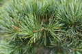 Tempelhof Japanese White Pine Royalty Free Stock Photo