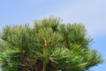 Tempelhof Japanese White Pine Royalty Free Stock Photo