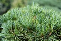 Tempelhof Japanese White Pine Royalty Free Stock Photo