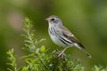 Temperate bird Gavia stellata migrates found in Northern Hemisphere