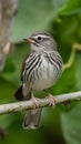 Temperate bird Gavia stellata migrates found in Northern Hemisphere Royalty Free Stock Photo