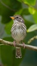 Temperate bird Gavia stellata migrates found in Northern Hemisphere Royalty Free Stock Photo