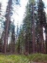 temperate broadleaf and mixed forest