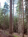 temperate broadleaf and mixed forest