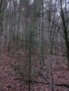 temperate broadleaf and mixed forest