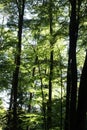 temperate broadleaf and mixed forest