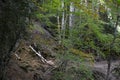 Mixed mountain forests of the Ordesa-ViÃÂ±amala Biosphere Reserve, Pyrenees Royalty Free Stock Photo