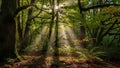 Temperate forest setting in a possibly undisturbed or protected Royalty Free Stock Photo