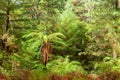 Temperate rain forest with fern trees, North Island, New Zealand