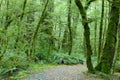 Temperate rain forest Royalty Free Stock Photo