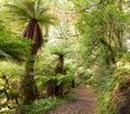 Temperate rain forest Royalty Free Stock Photo